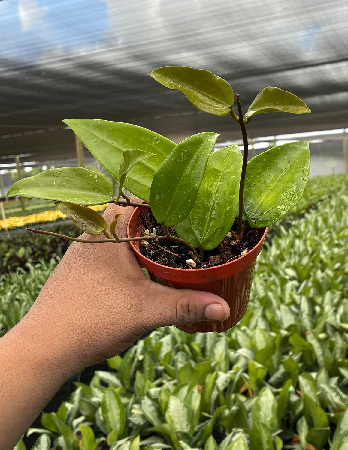 Hoya Rigida