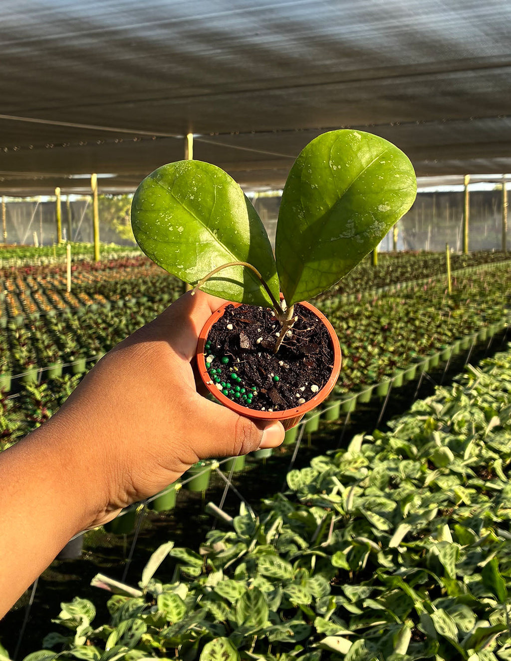 Hoya Meredithii Round Leaf