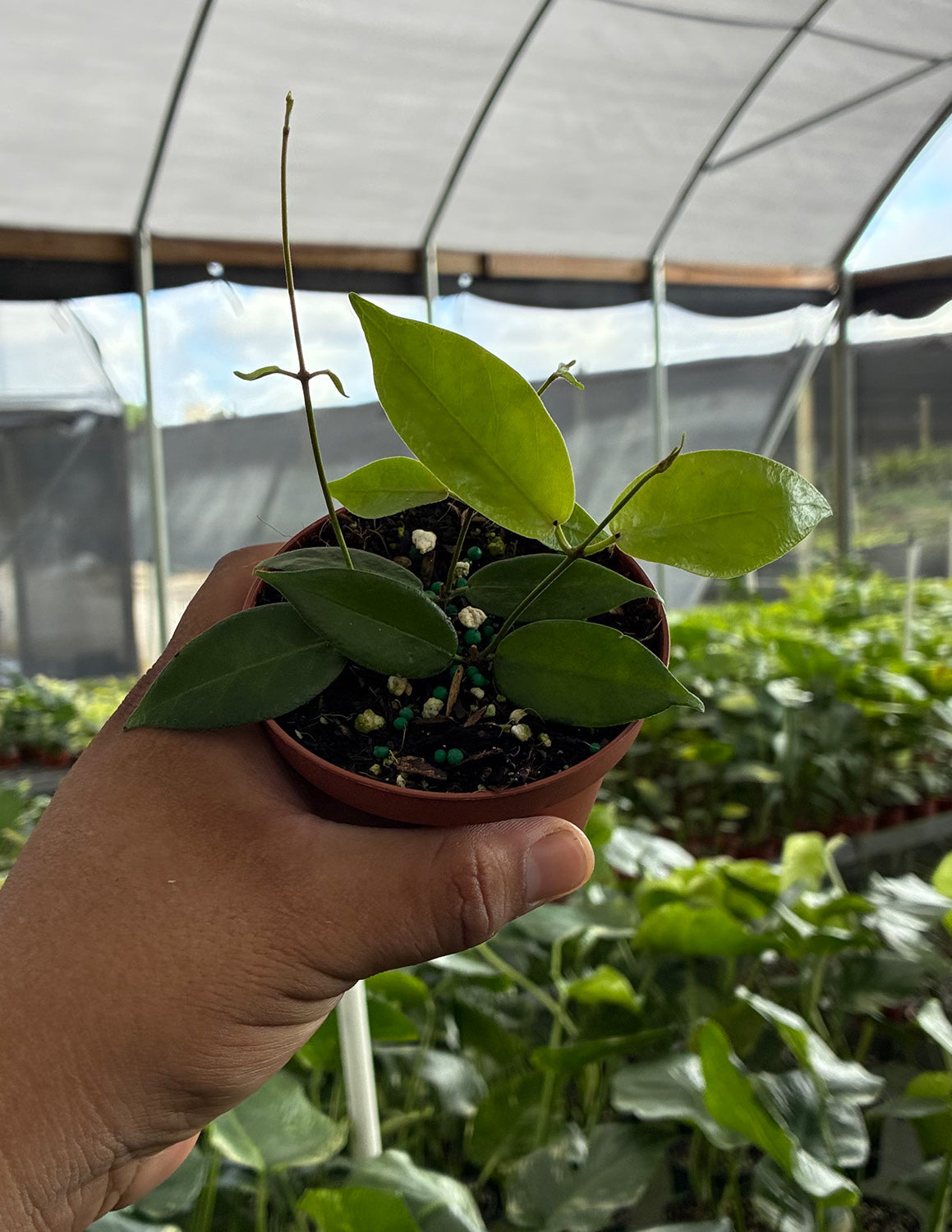 Hoya Piestolepis