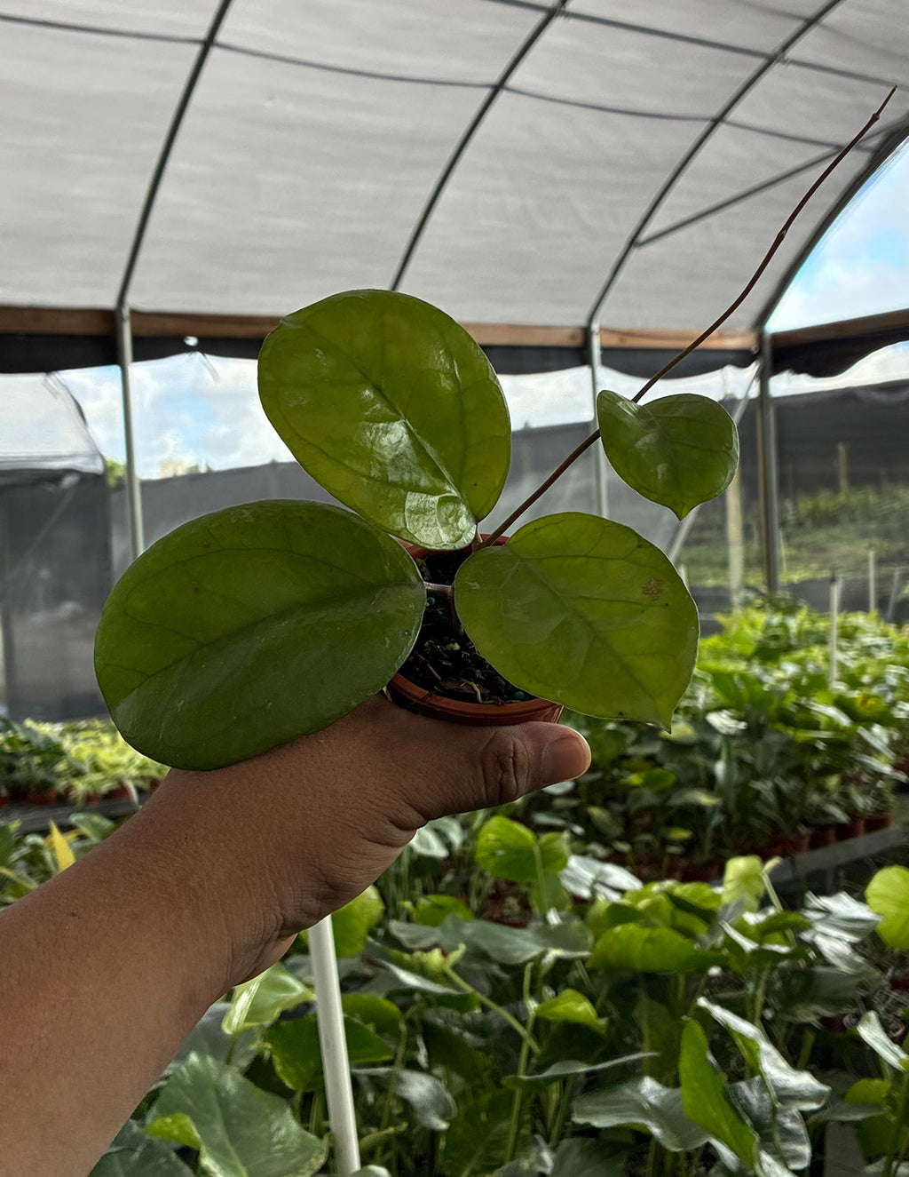 Hoya Ricardo