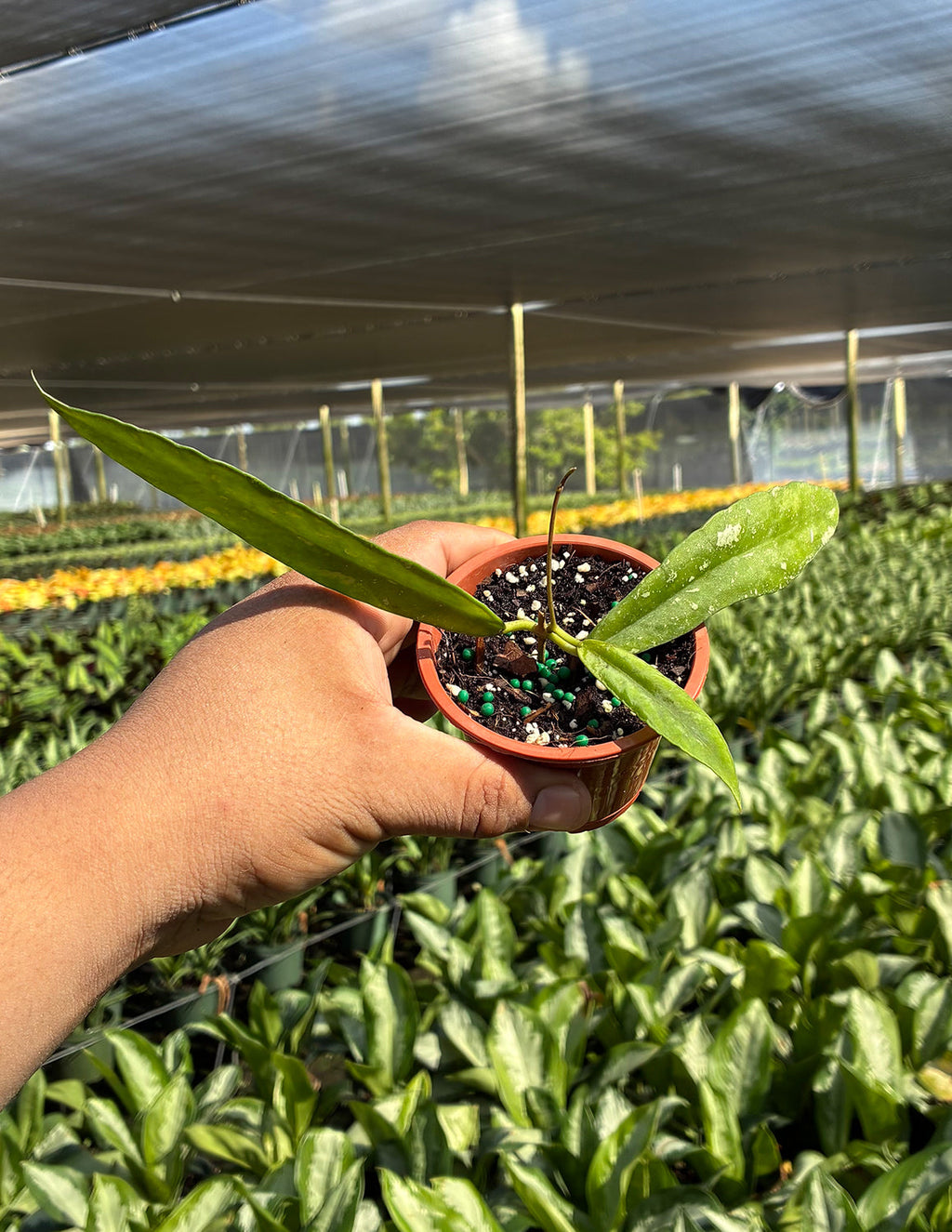 Hoya Scortechinii Splash