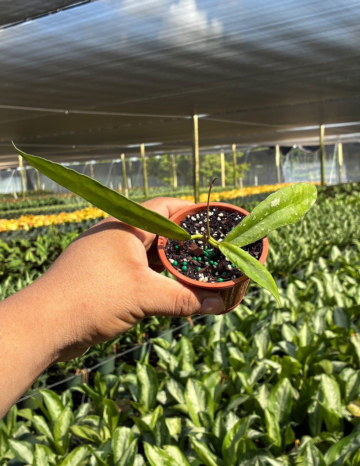 Hoya Scortechinii Splash