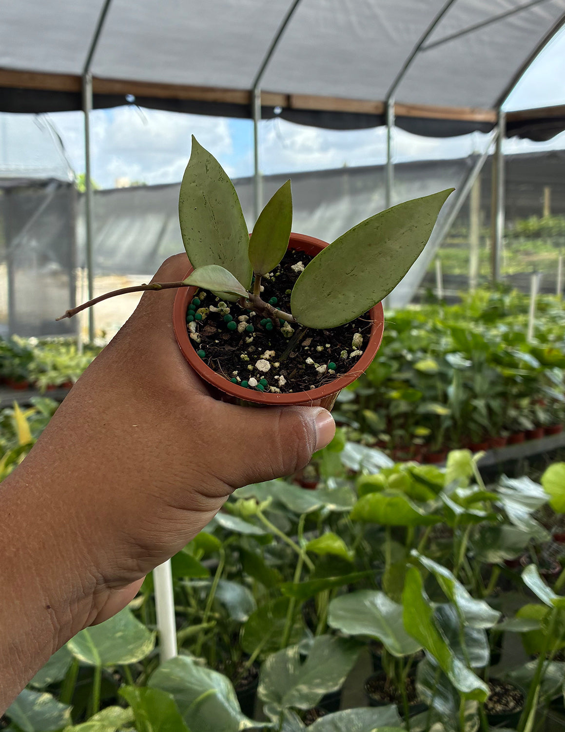 Hoya Snow Cui Silver