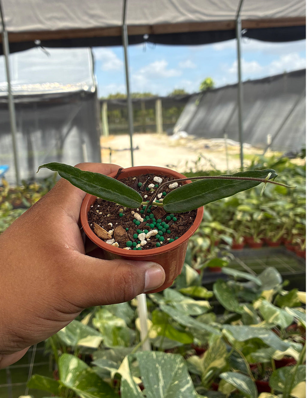 Hoya Hypolasia
