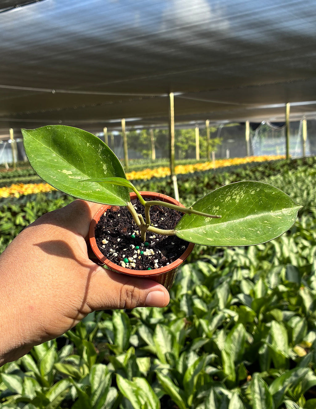 Hoya Icensis Splash