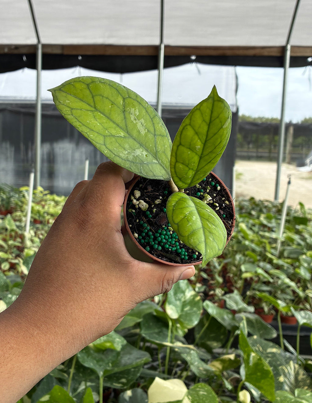 Hoya Irina