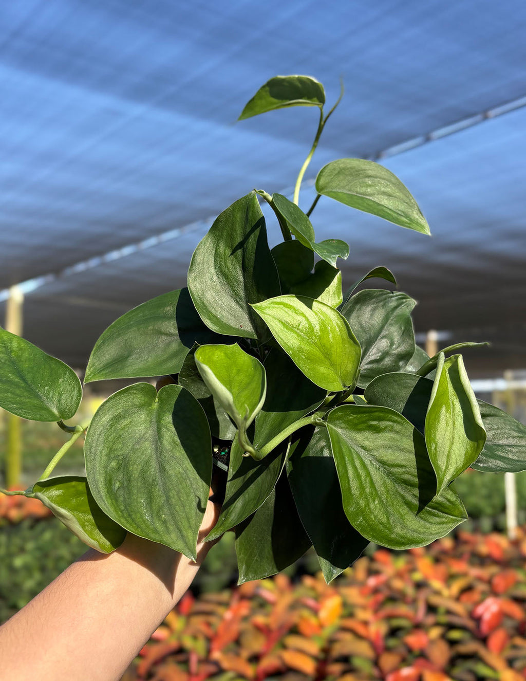 Scindapsus Jade Satin