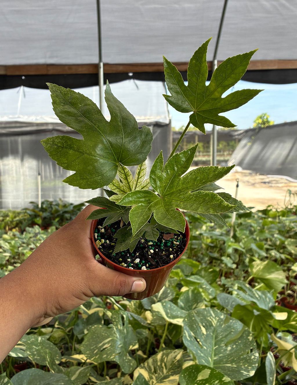 Fatsia Japonica Spiders Web