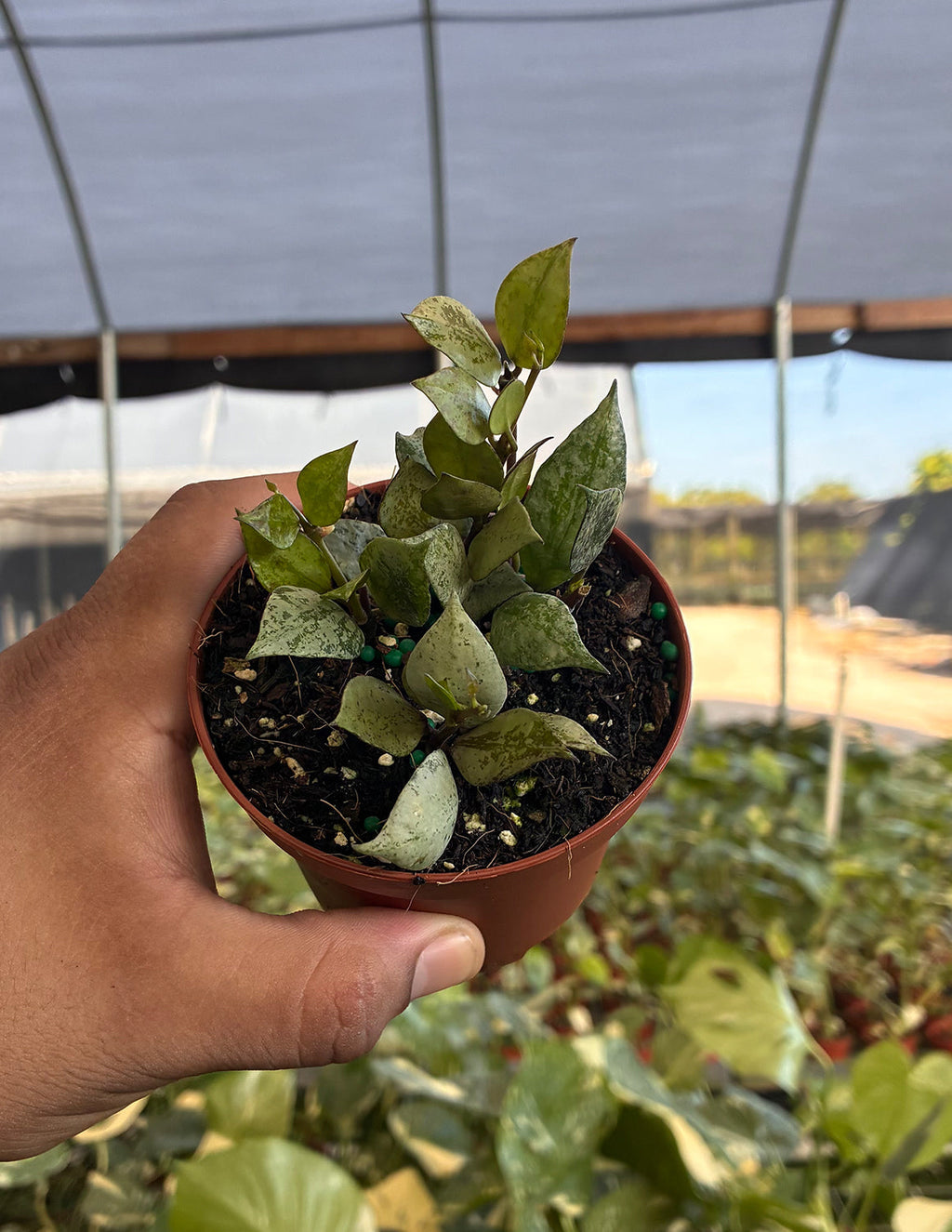 Hoya Krohniana Black Super Silver