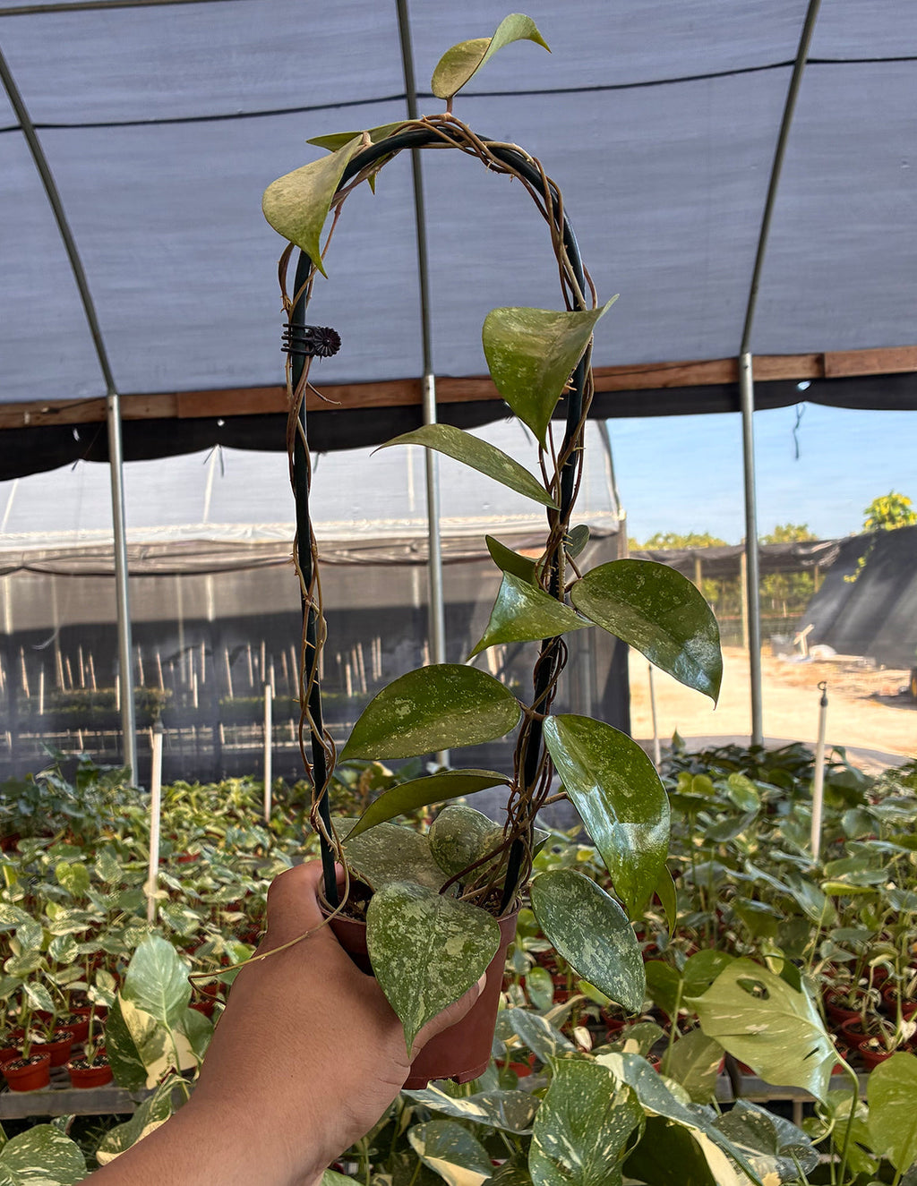 Hoya KSB 08