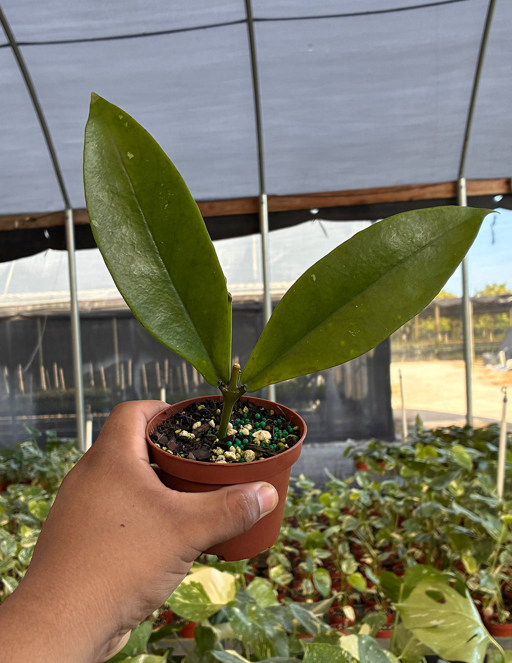 Hoya Lobbii Black