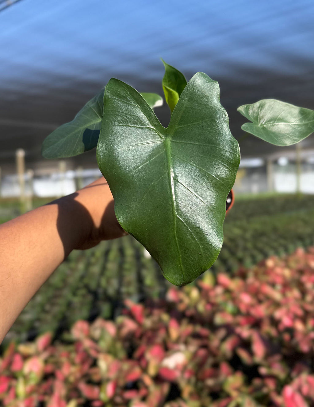Alocasia Macrorrhiza