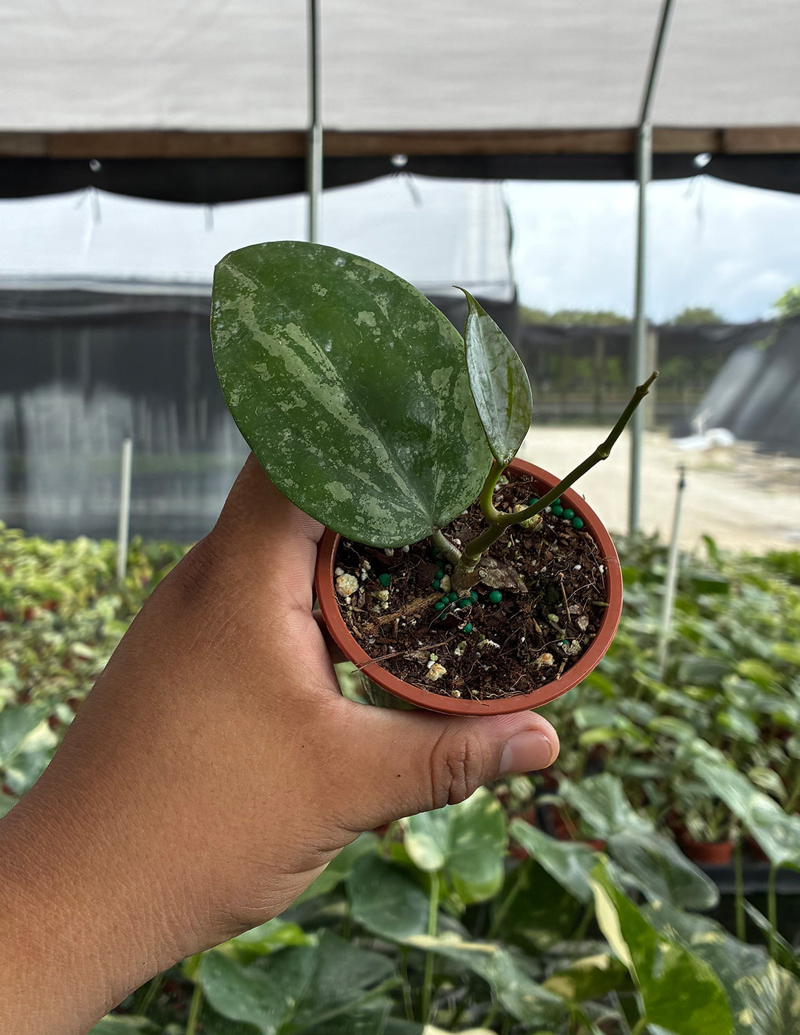 Hoya Macrophylla Snow Queen