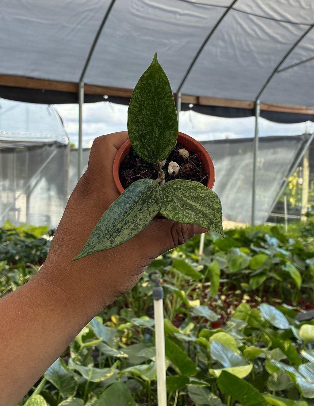 Hoya Malaysia Silver