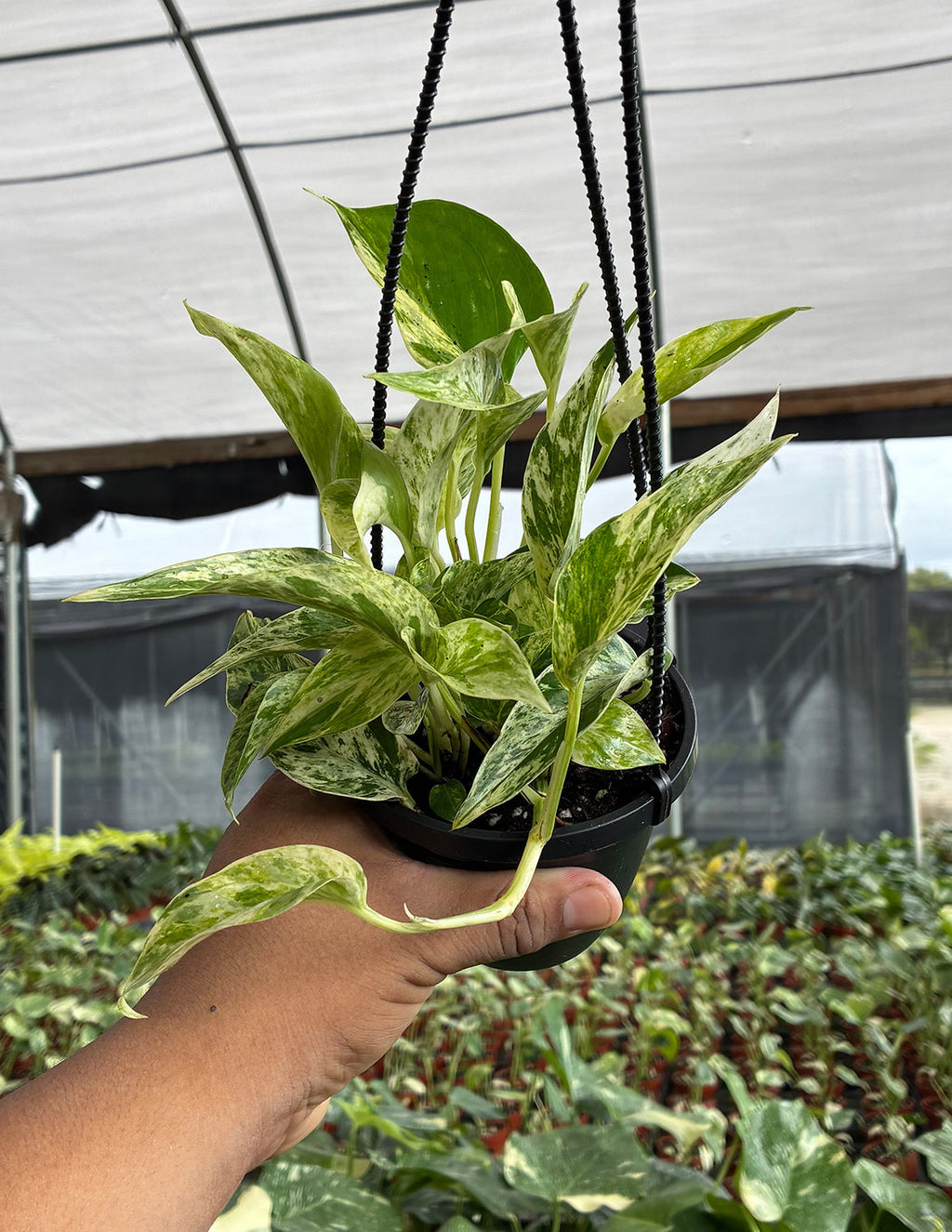 Pothos Marble Prince