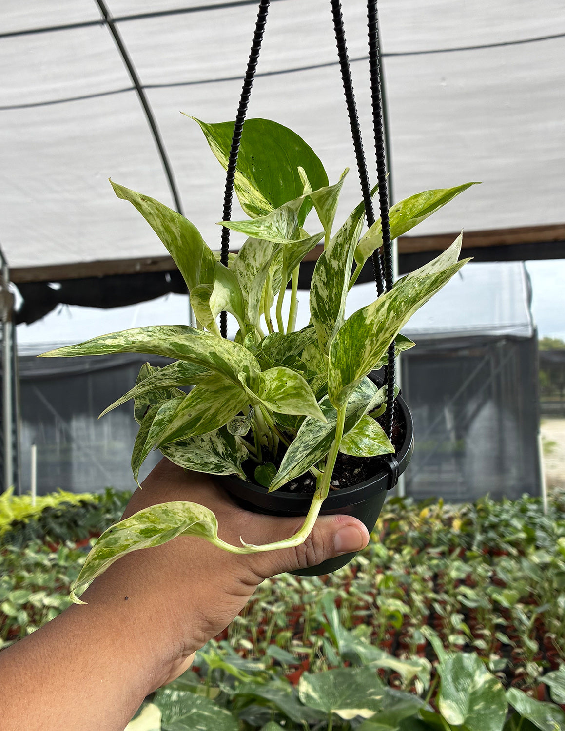Pothos Marble Prince