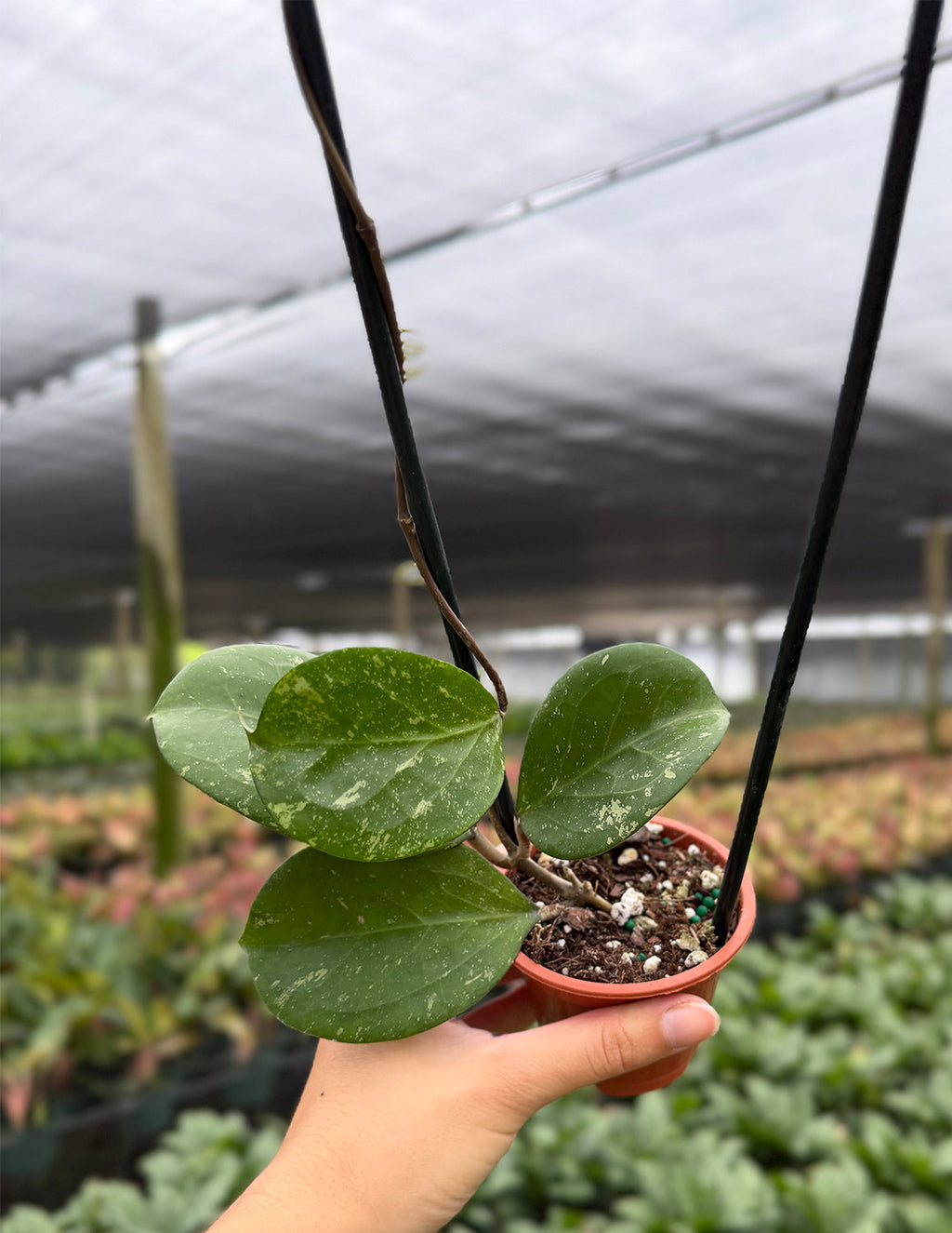 Hoya Michele