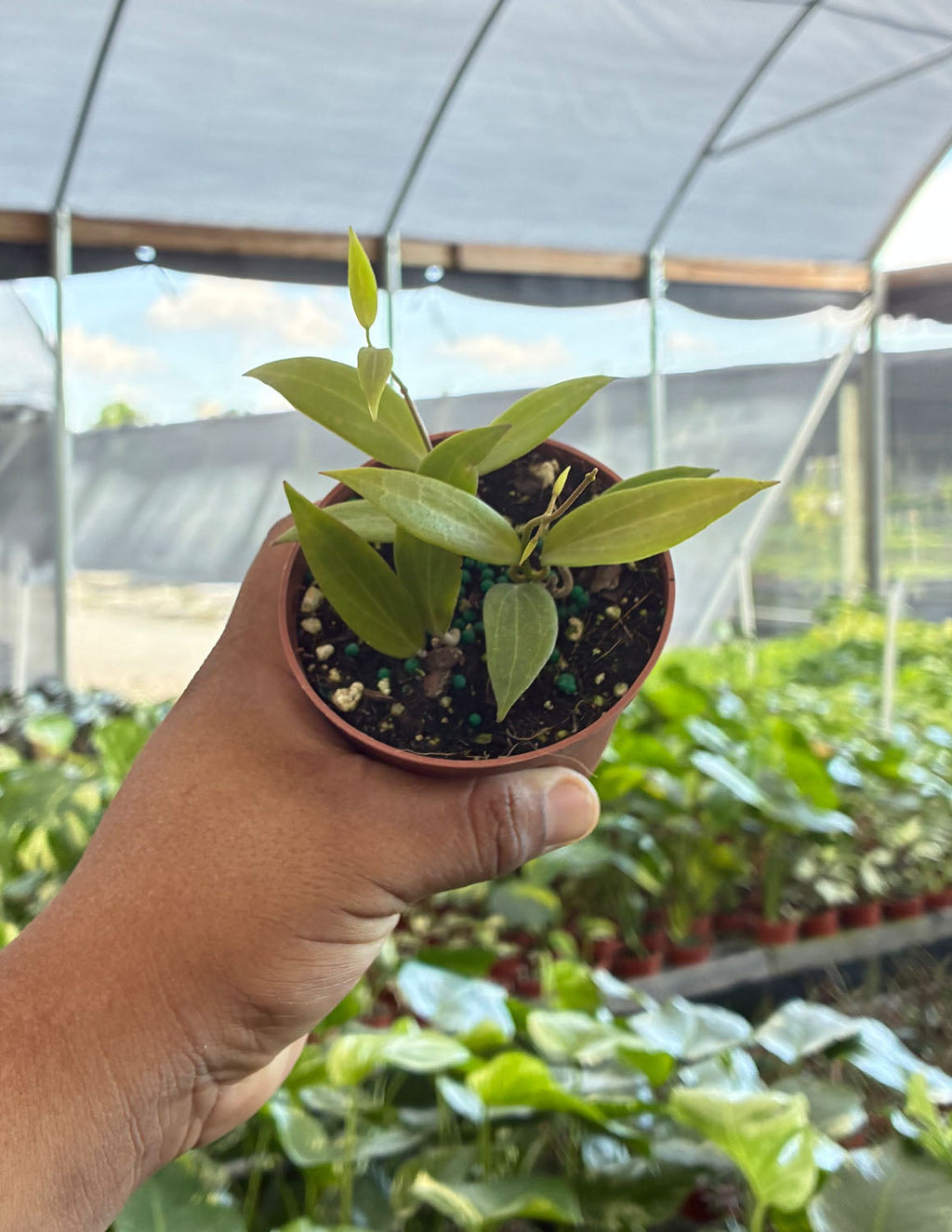 Hoya Microdwarf
