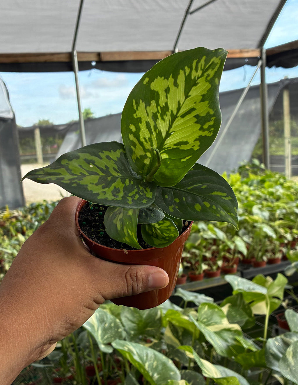 Dieffenbachia Military
