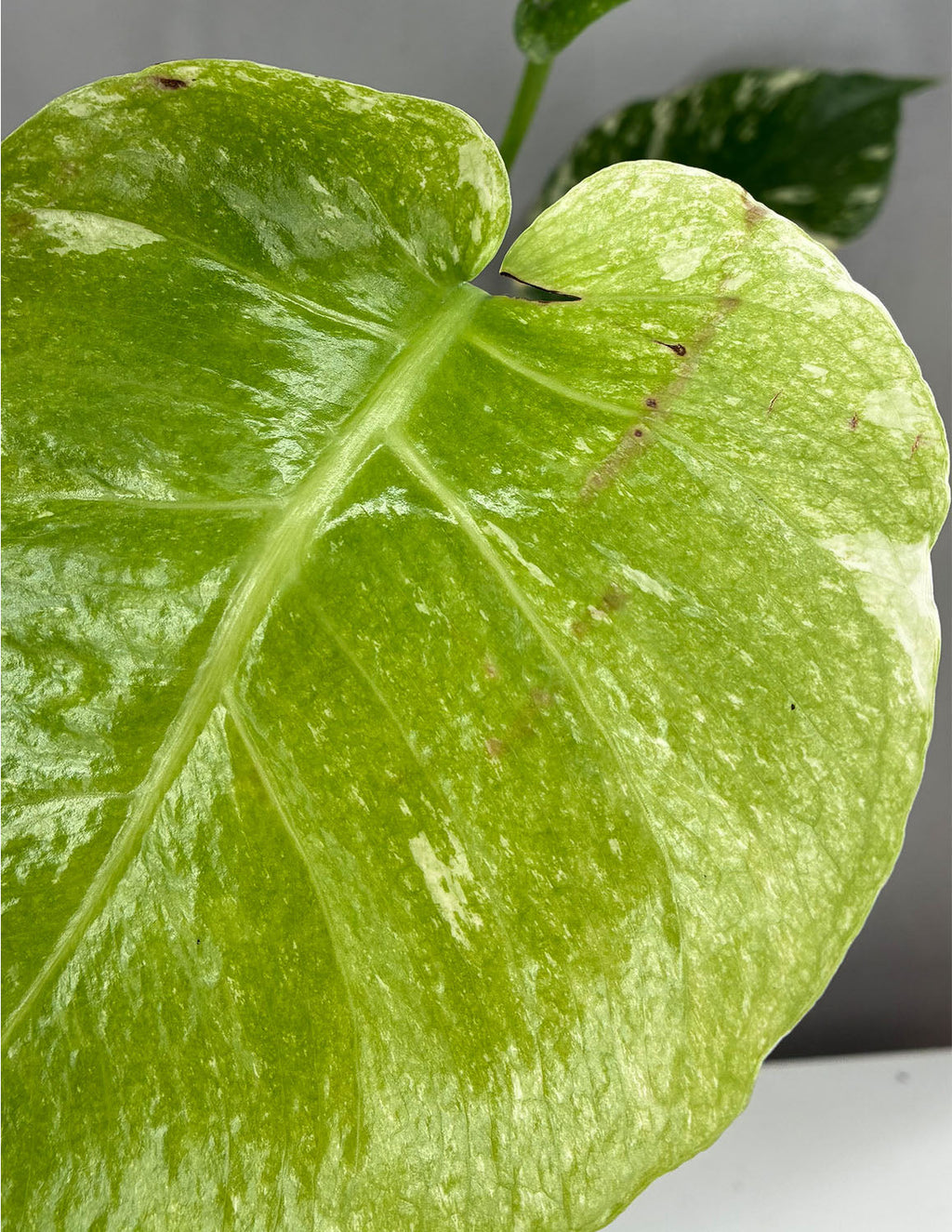 Monstera Mint Notched and Blotched