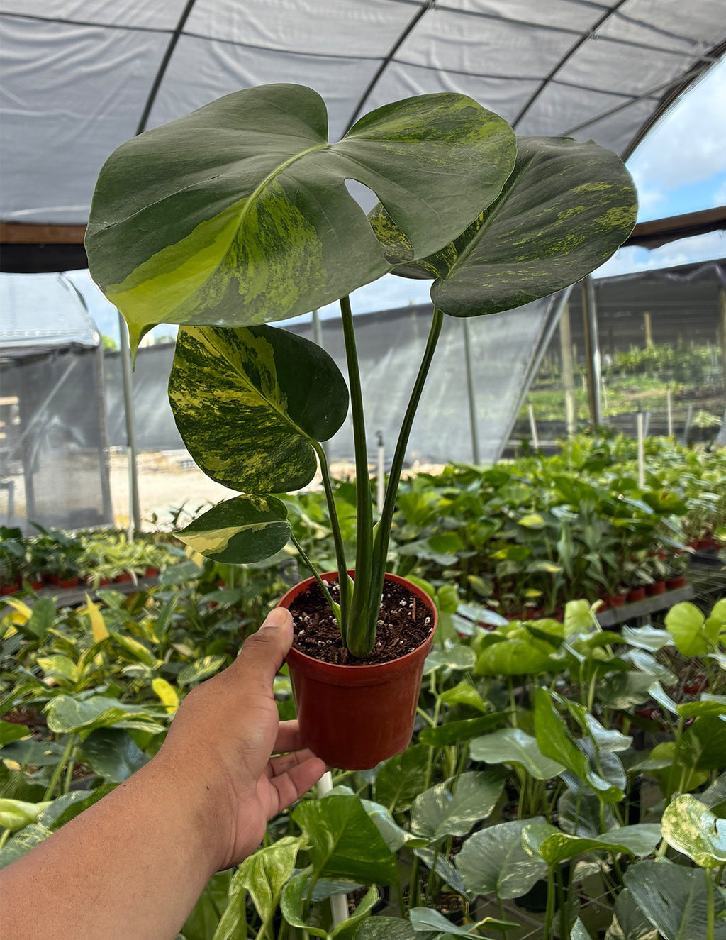 Monstera Yellow Marilyn