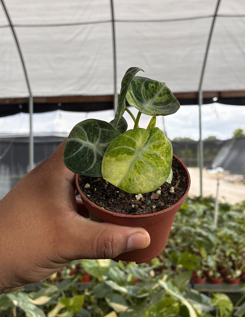 Alocasia Ninja Tricolor