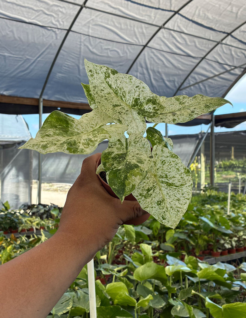 Alocasia Odora Batik