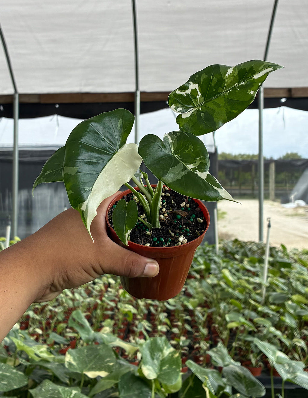Alocasia Okinawa Silver