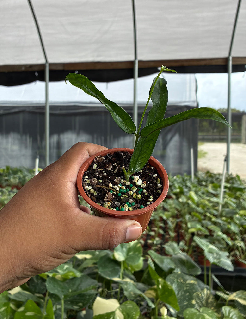 Hoya Pandurata Vietnam