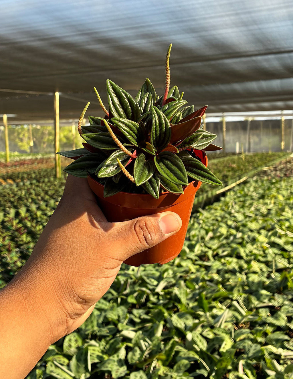 Peperomia Rosso
