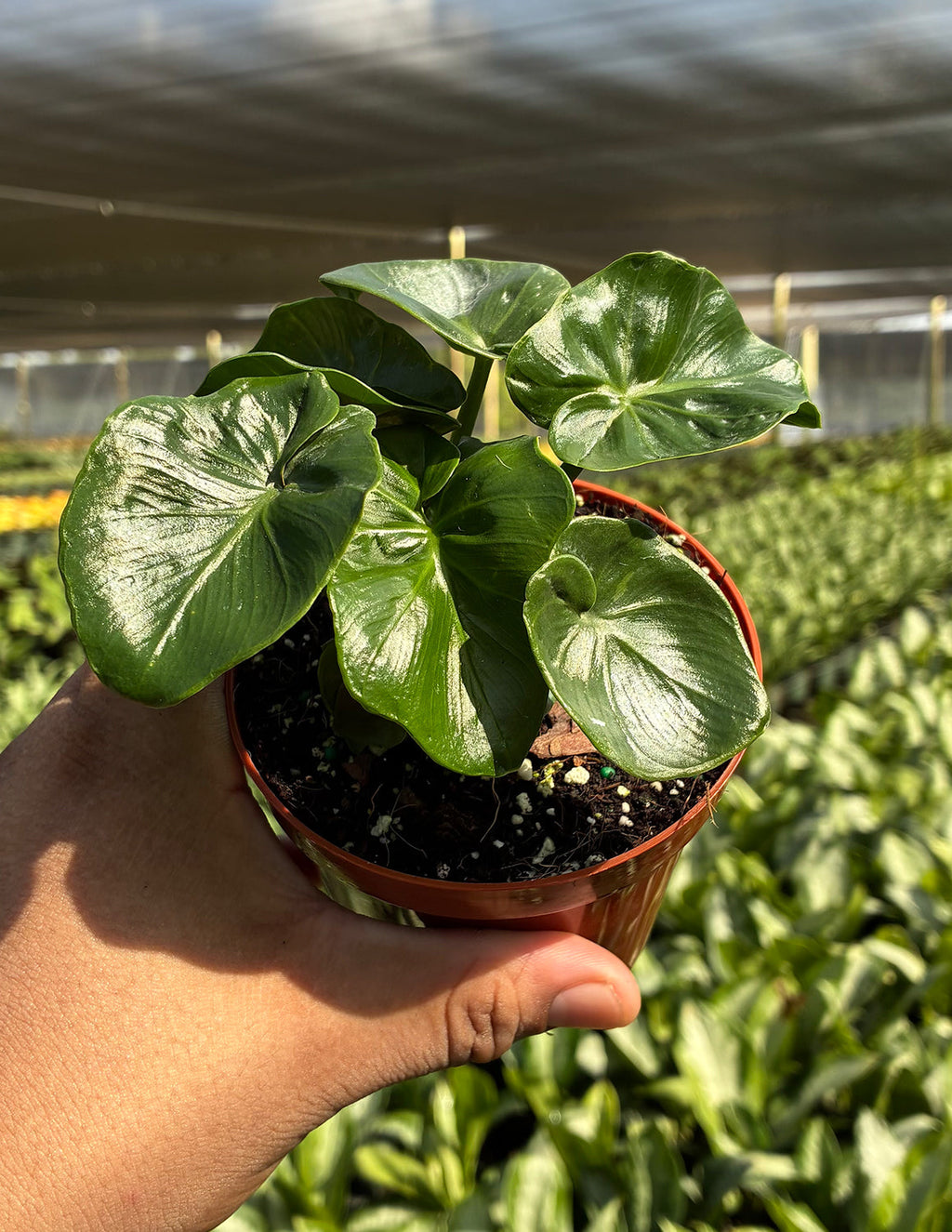 Philodendron Atom
