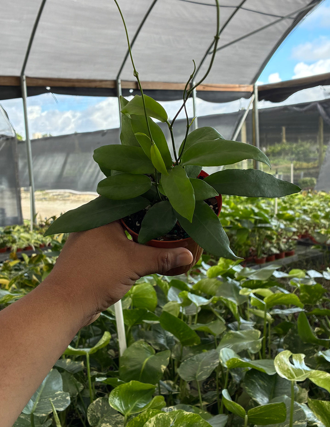 Hoya Pimenteliana