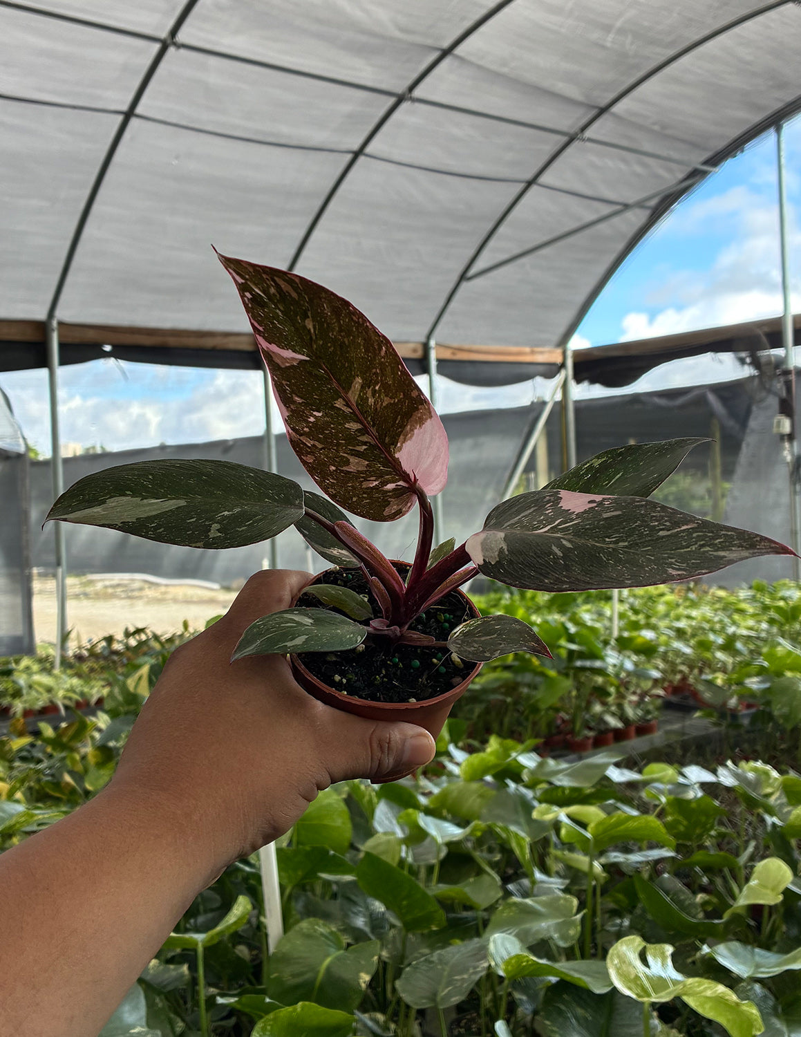 Philodendron Pink Princess