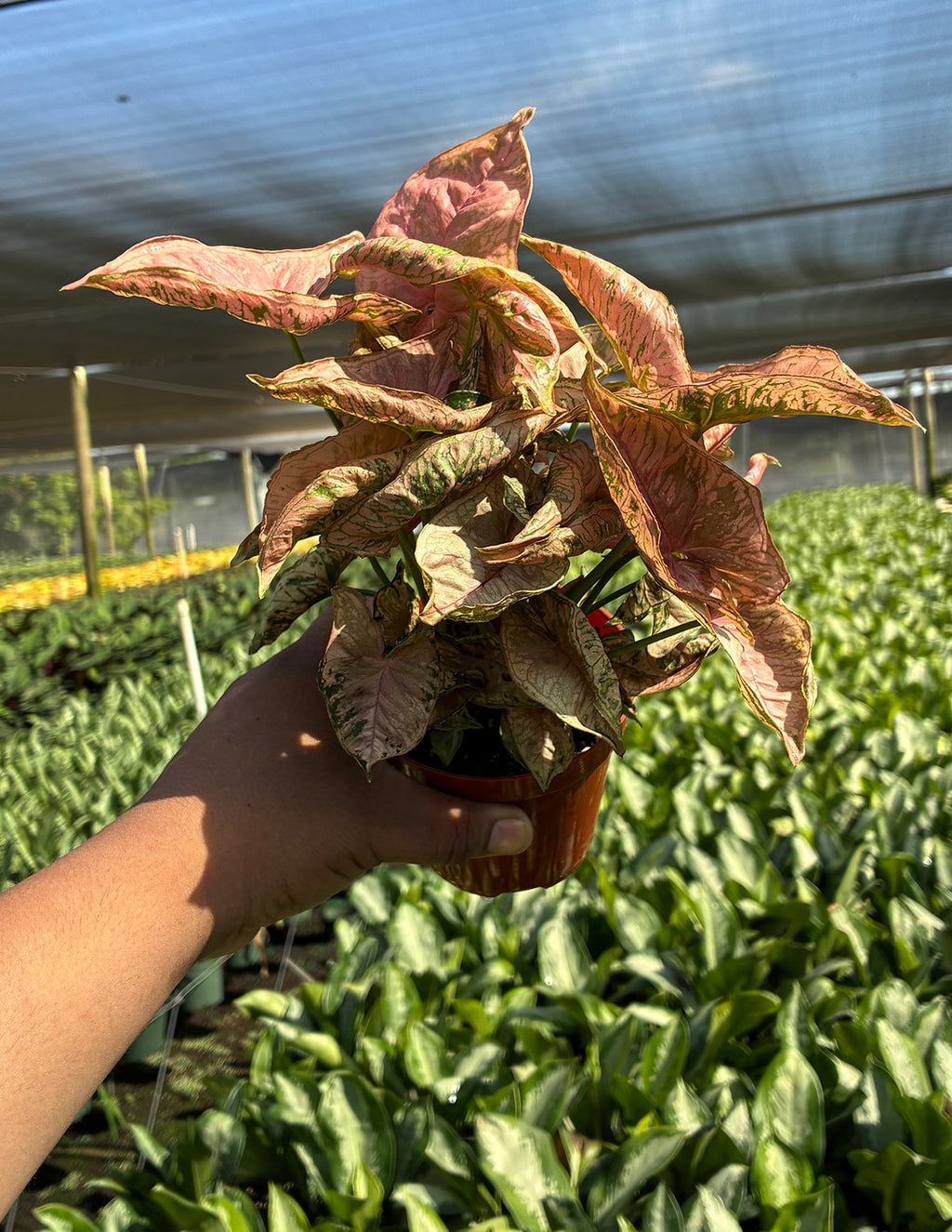 Syngonium Pink Rolli