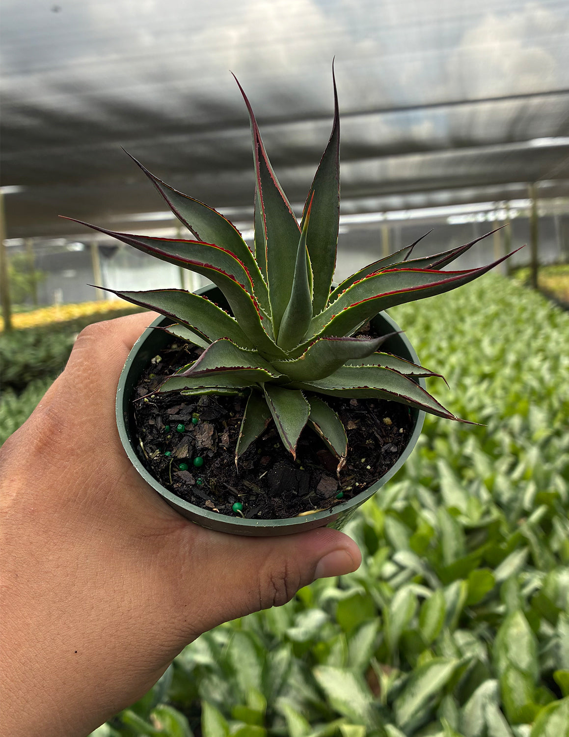 Agave Blue Glow