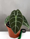 Alocasia Watsoniana - Plant Proper - 4" Pot