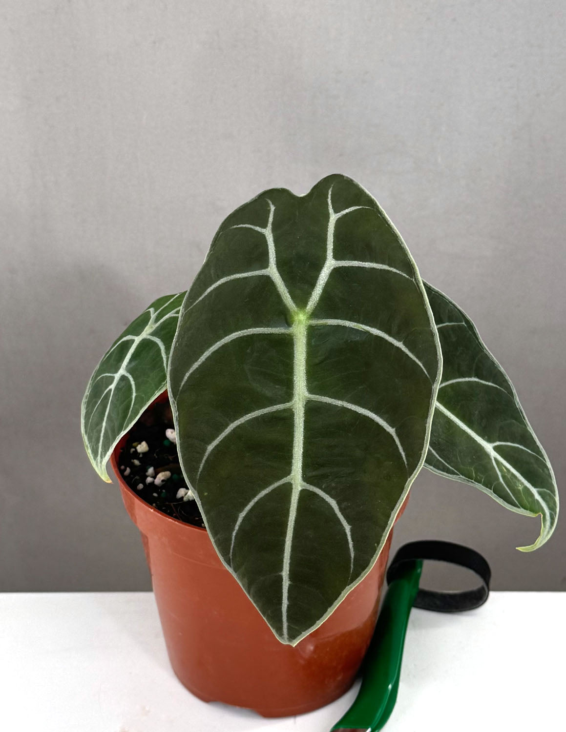 Alocasia Watsoniana - Plant Proper - 4" Pot