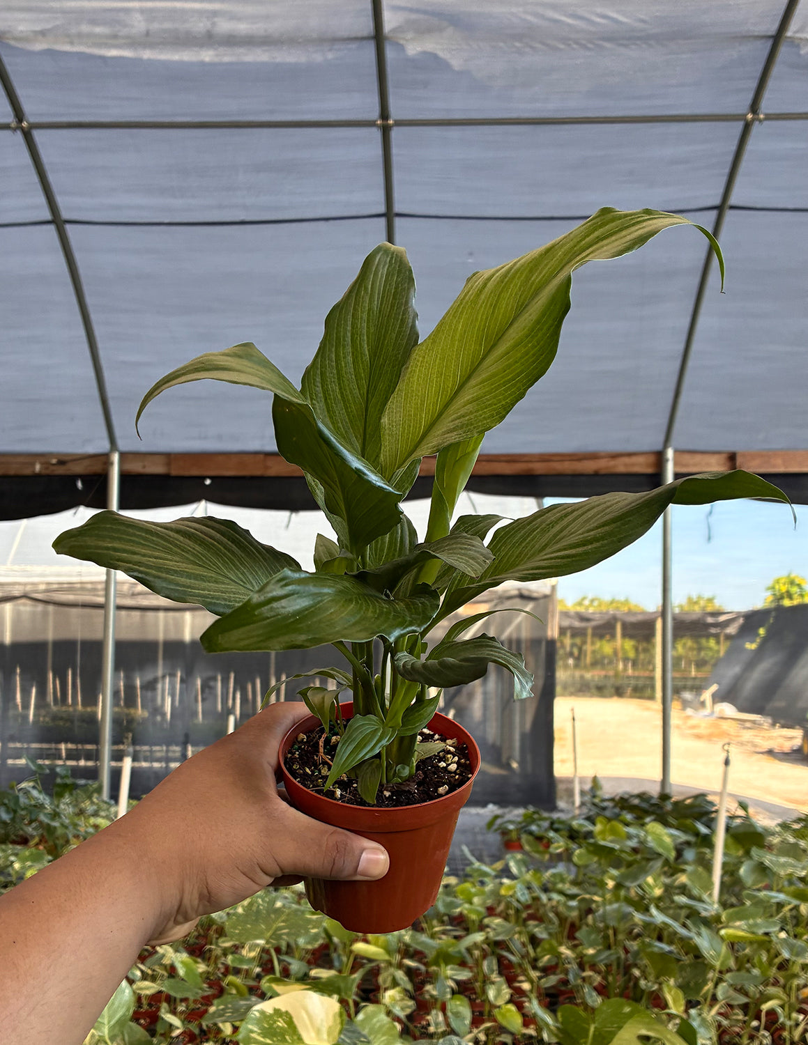 Peace Lily Platinum Mist