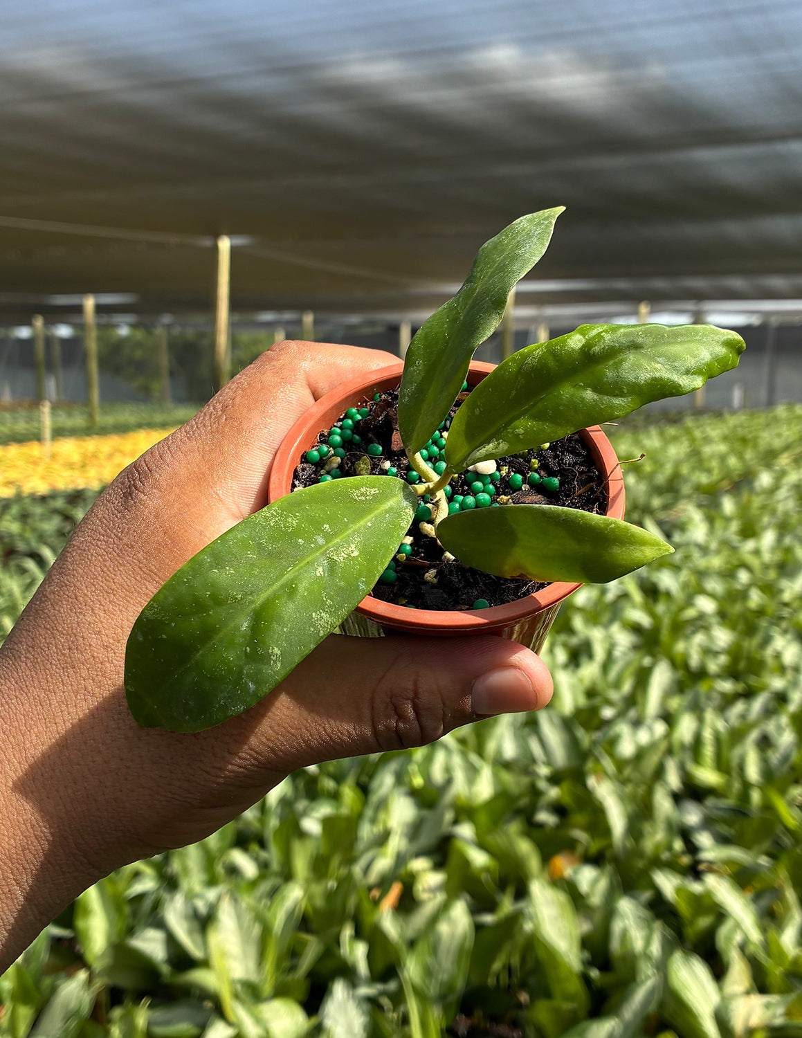 Hoya Polypus Pink
