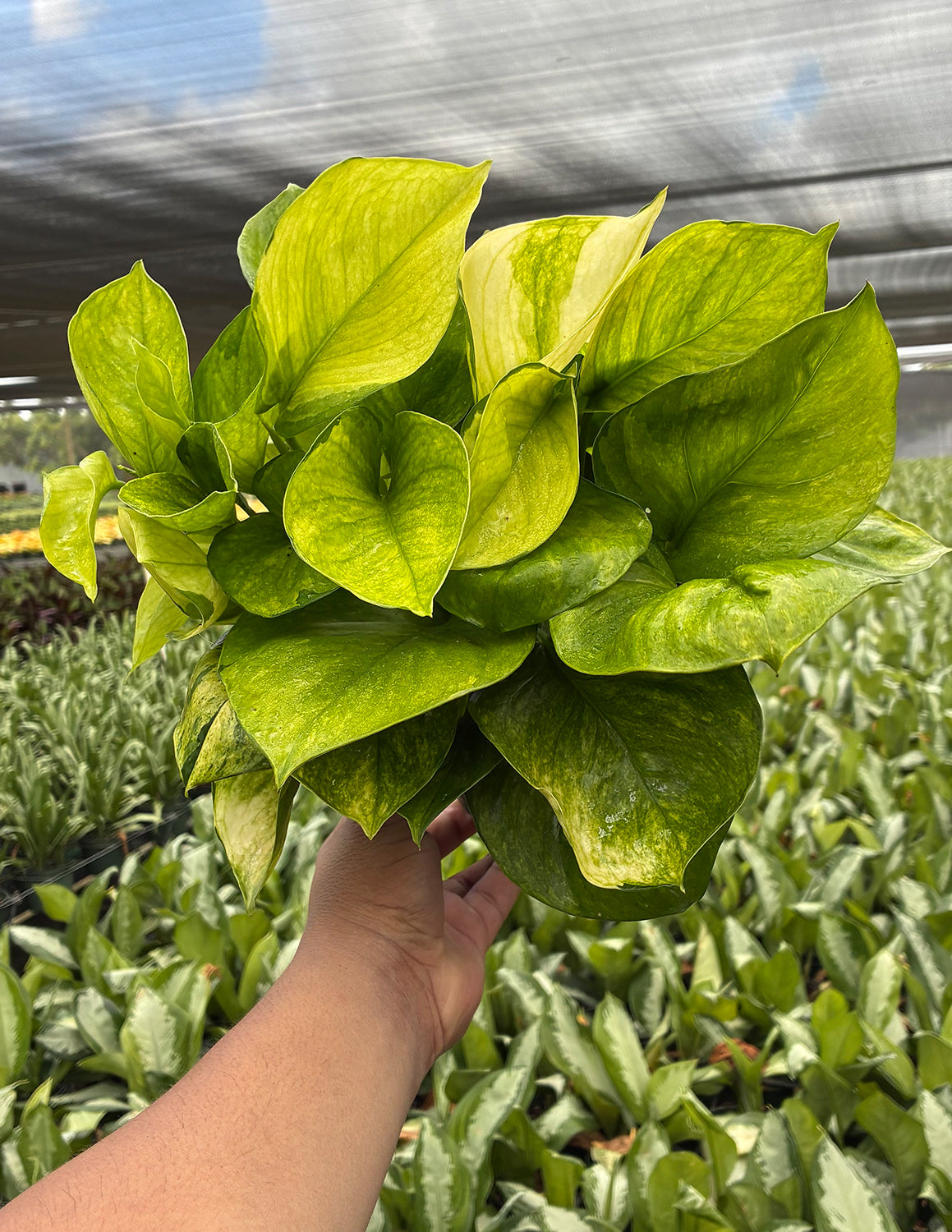 Pothos Proper