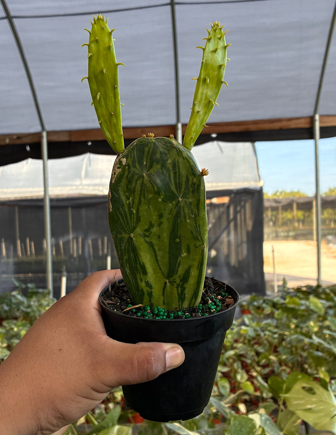 Prickly Pear Cactus Variegata