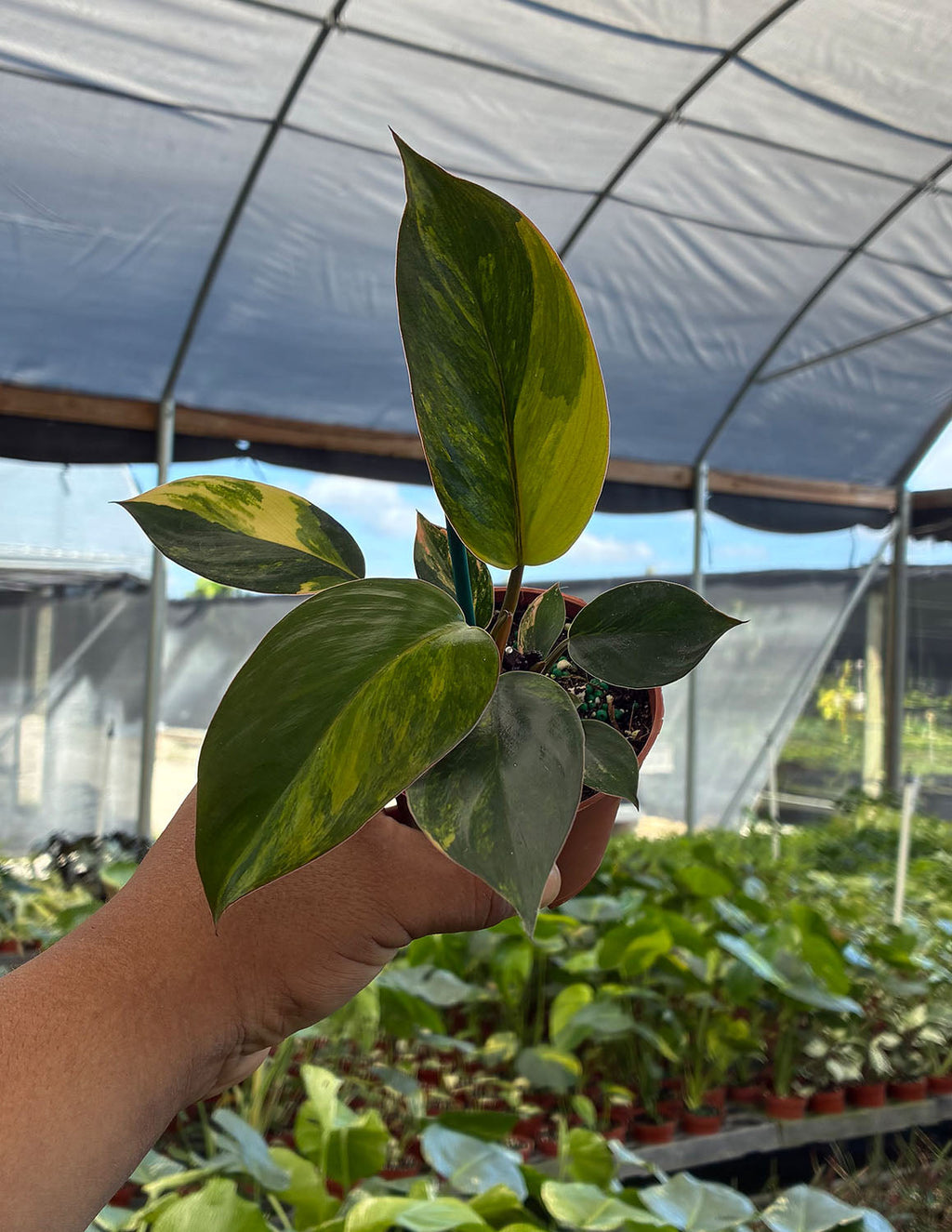 Philodendron Red Congo Variegated
