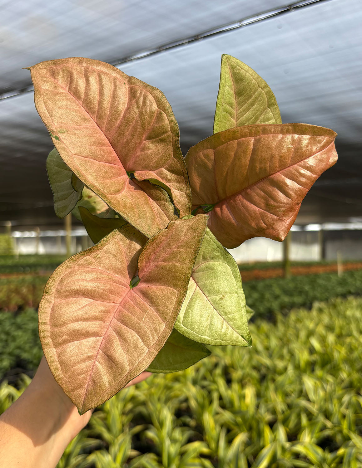 Syngonium Regina Red