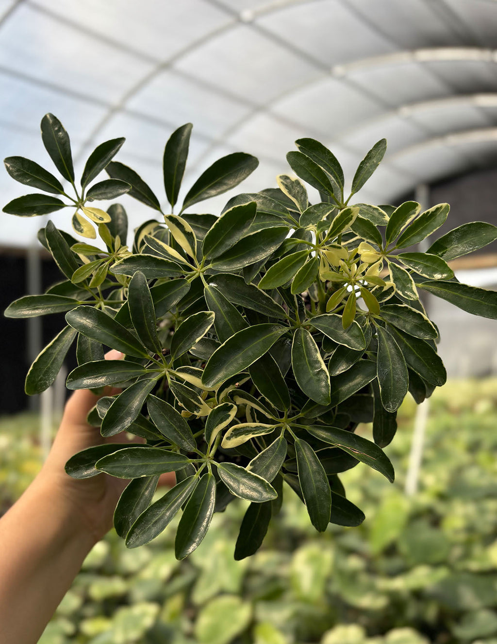 Schefflera Moondrop