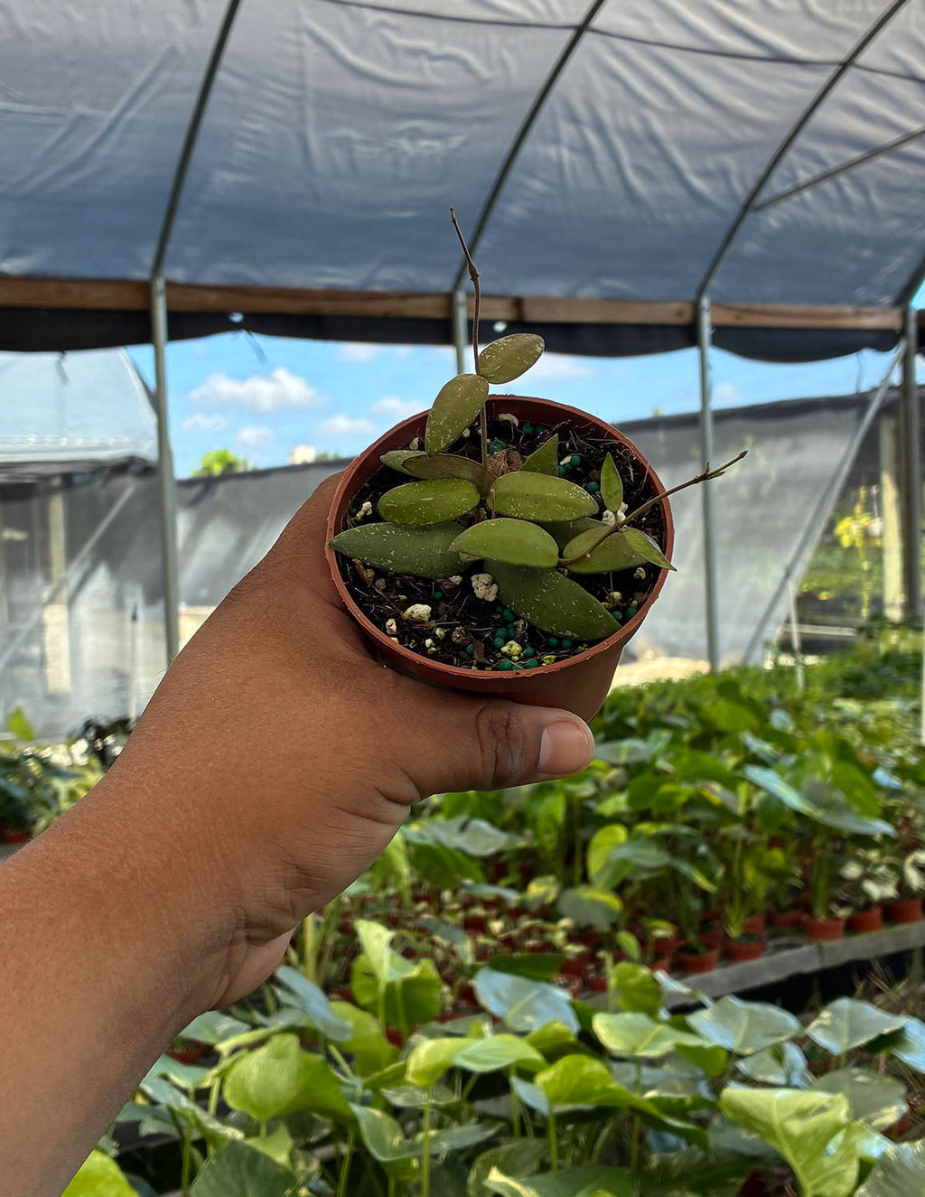 Hoya Sigillatis Alas River