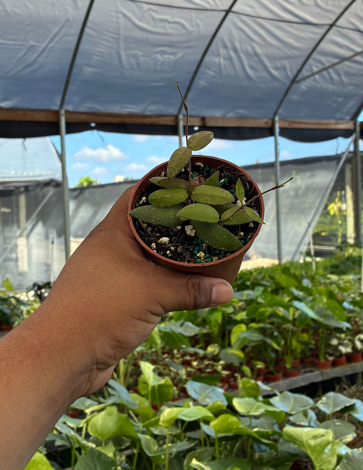 Hoya Sigillatis Alas River