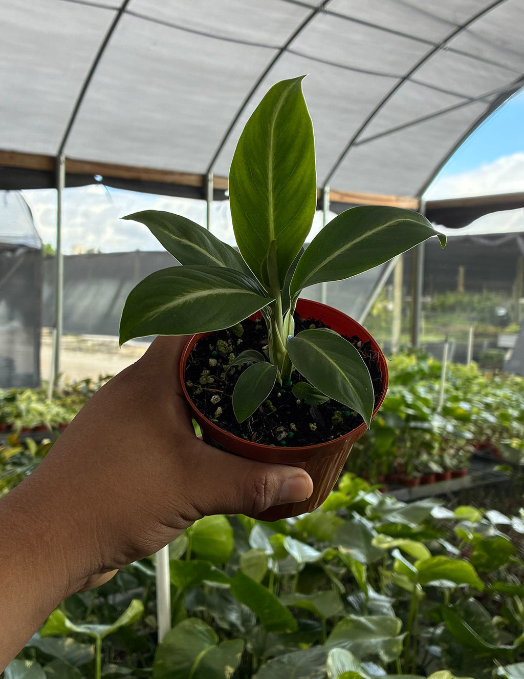 Peace Lily Silver Streak