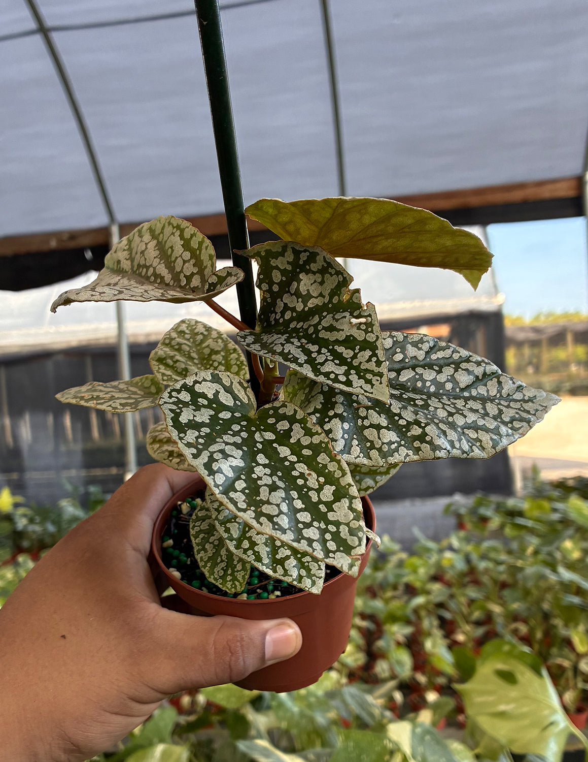 Begonia Snow Capped