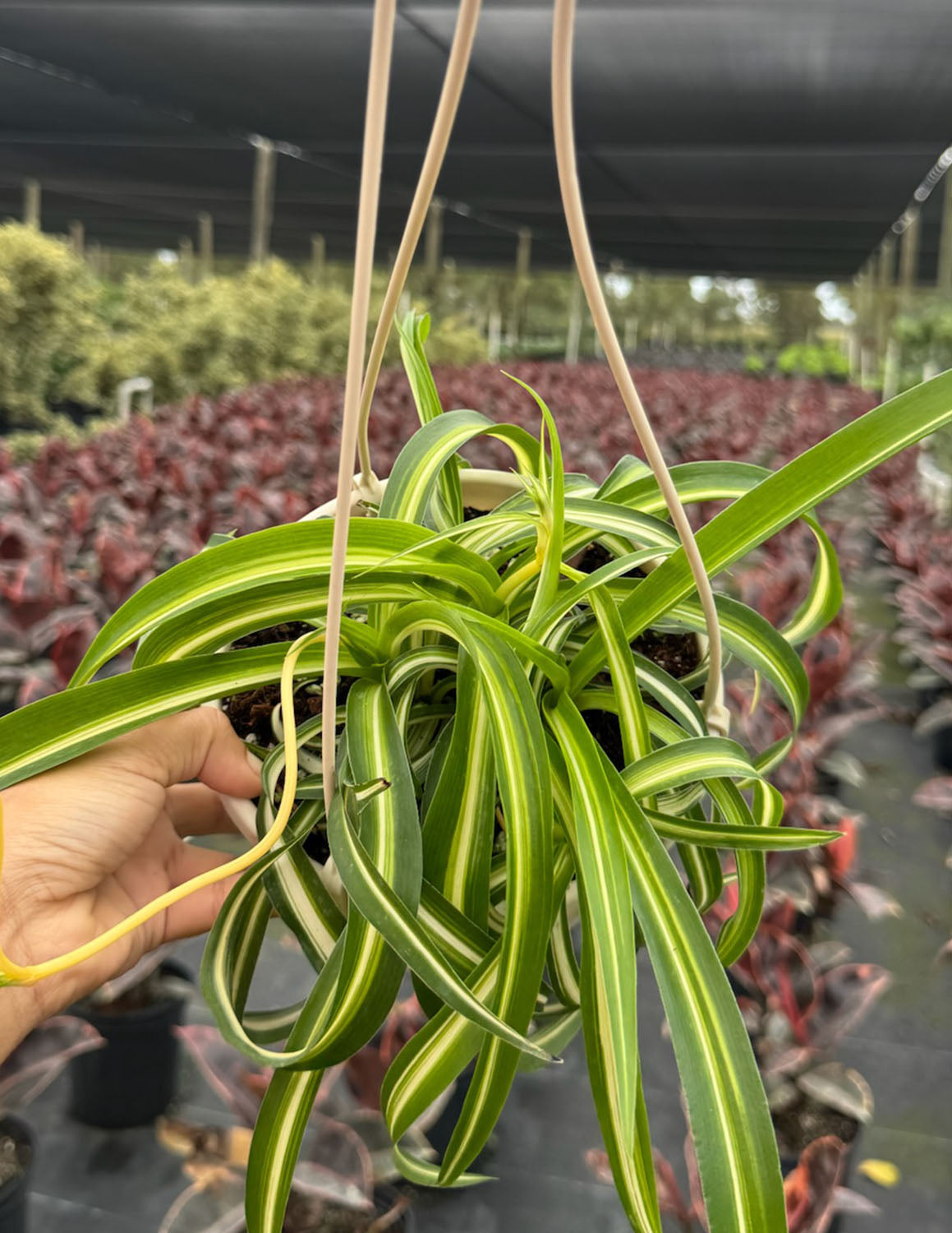 Spider Plant