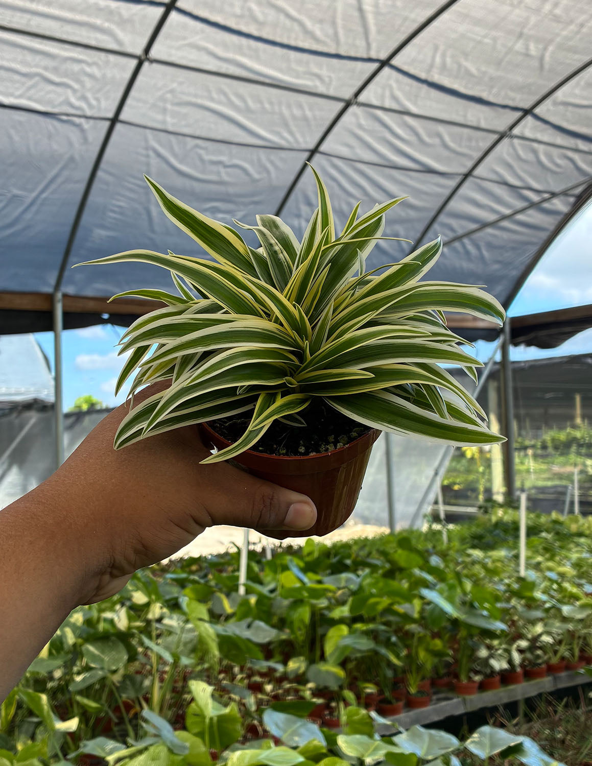 Spider Plant
